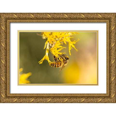 USA-New Mexico-Honey bee on rabbitbrush Gold Ornate Wood Framed Art Print with Double Matting by Jaynes Gallery