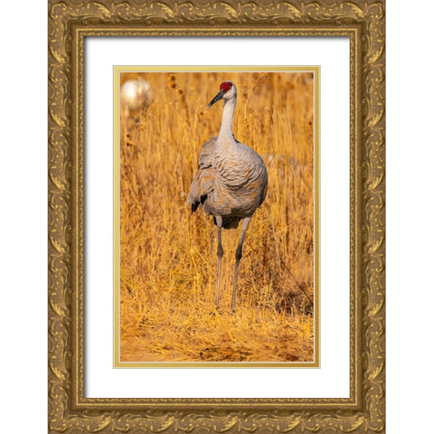 USA-New Mexico-Bosque Del Apache National Wildlife Refuge-Sandhill crane close-up in grass Gold Ornate Wood Framed Art Print with Double Matting by Jaynes Gallery