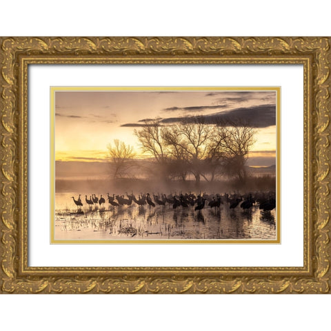 USA-New Mexico-Bernardo Wildlife Management Area-Sandhill cranes in water on foggy sunrise Gold Ornate Wood Framed Art Print with Double Matting by Jaynes Gallery