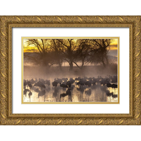 USA-New Mexico-Bernardo Wildlife Management Area-Sandhill cranes in water on foggy sunrise Gold Ornate Wood Framed Art Print with Double Matting by Jaynes Gallery