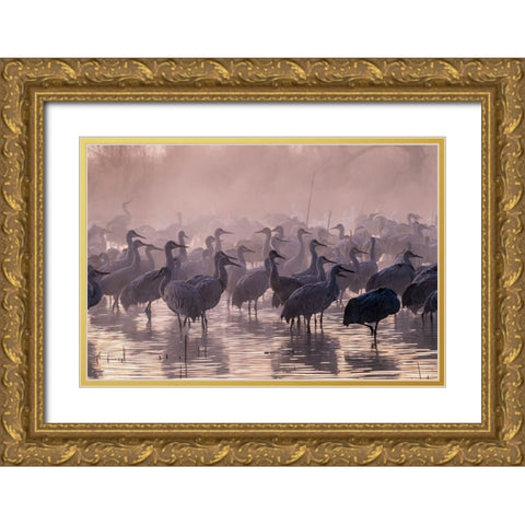 USA-New Mexico-Bernardo Wildlife Management Area-Sandhill cranes and foggy sunrise Gold Ornate Wood Framed Art Print with Double Matting by Jaynes Gallery