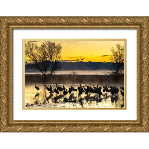 USA-New Mexico-Bernardo Wildlife Management Area-Sandhill cranes in water on foggy sunrise Gold Ornate Wood Framed Art Print with Double Matting by Jaynes Gallery