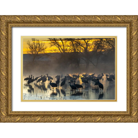 USA-New Mexico-Bernardo Wildlife Management Area-Sandhill cranes in water on foggy sunrise Gold Ornate Wood Framed Art Print with Double Matting by Jaynes Gallery