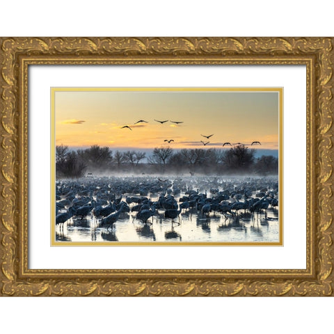 USA-New Mexico-Bernardo Wildlife Management Area-Sandhill cranes in water on foggy sunrise Gold Ornate Wood Framed Art Print with Double Matting by Jaynes Gallery