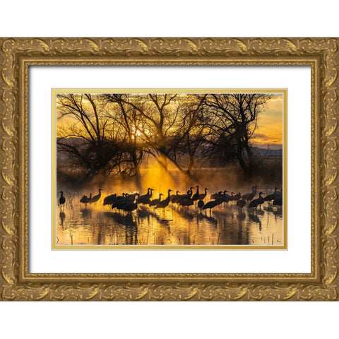 USA-New Mexico-Bernardo Wildlife Management Area-Sandhill cranes in water on foggy sunrise Gold Ornate Wood Framed Art Print with Double Matting by Jaynes Gallery