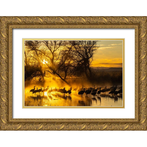 USA-New Mexico-Bernardo Wildlife Management Area-Sandhill cranes in water on foggy sunrise Gold Ornate Wood Framed Art Print with Double Matting by Jaynes Gallery