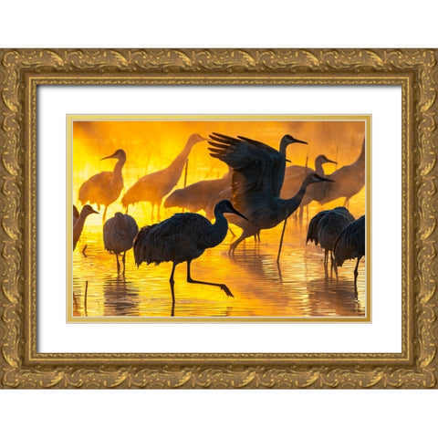 USA-New Mexico-Bernardo Wildlife Management Area-Sandhill cranes in water on foggy sunrise Gold Ornate Wood Framed Art Print with Double Matting by Jaynes Gallery