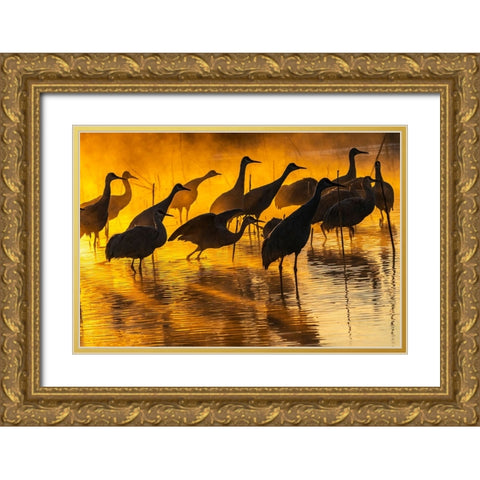 USA-New Mexico-Bernardo Wildlife Management Area-Sandhill cranes in water on foggy sunrise Gold Ornate Wood Framed Art Print with Double Matting by Jaynes Gallery