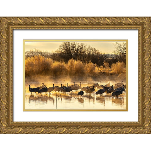 USA-New Mexico-Bernardo Wildlife Management Area-Sandhill cranes in water on foggy sunrise Gold Ornate Wood Framed Art Print with Double Matting by Jaynes Gallery