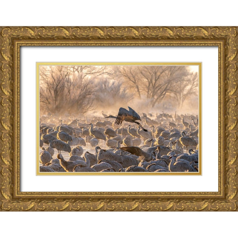 USA-New Mexico-Bernardo Wildlife Management Area-Sandhill crane taking flight on foggy sunrise Gold Ornate Wood Framed Art Print with Double Matting by Jaynes Gallery