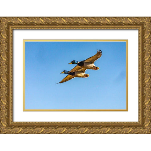 USA-New Mexico-Bosque del Apache National Wildlife Refuge-Mallard drakes in flight Gold Ornate Wood Framed Art Print with Double Matting by Jaynes Gallery