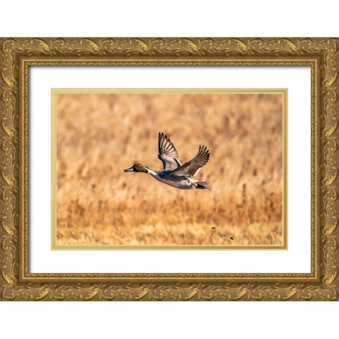 USA-New Mexico-Bosque del Apache National Wildlife Refuge-Pintail duck drake in flight Gold Ornate Wood Framed Art Print with Double Matting by Jaynes Gallery
