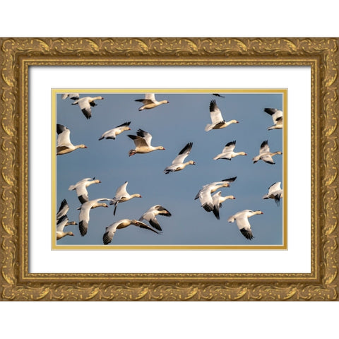 USA-New Mexico-Bosque del Apache National Wildlife Refuge-Snow geese flock in flight Gold Ornate Wood Framed Art Print with Double Matting by Jaynes Gallery