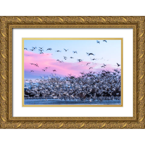 USA-New Mexico-Bernardo Wildlife Management Area-Snow geese take flight over sandhill cranes at sun Gold Ornate Wood Framed Art Print with Double Matting by Jaynes Gallery