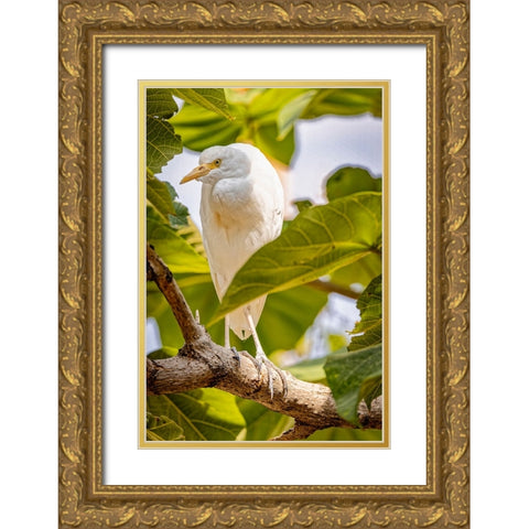 USA-New Mexico-Alamogordo-Alameda Park Zoo Cattle egret in tree Gold Ornate Wood Framed Art Print with Double Matting by Jaynes Gallery
