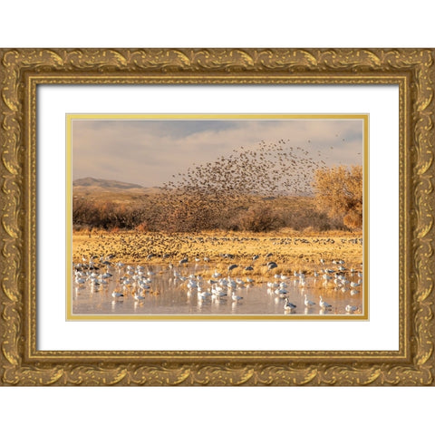 USA- New Mexico- Bosque Del Apache National Wildlife Refuge. Red-winged blackbird flock Gold Ornate Wood Framed Art Print with Double Matting by Jaynes Gallery