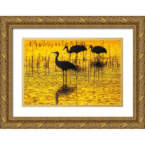 USA- New Mexico- Bosque Del Apache National Wildlife Refuge. Sandhill crane silhouettes at sunset. Gold Ornate Wood Framed Art Print with Double Matting by Jaynes Gallery