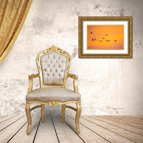 USA- New Mexico- Bosque Del Apache National Wildlife Refuge. Sandhill cranes flying at sunset. Gold Ornate Wood Framed Art Print with Double Matting by Jaynes Gallery