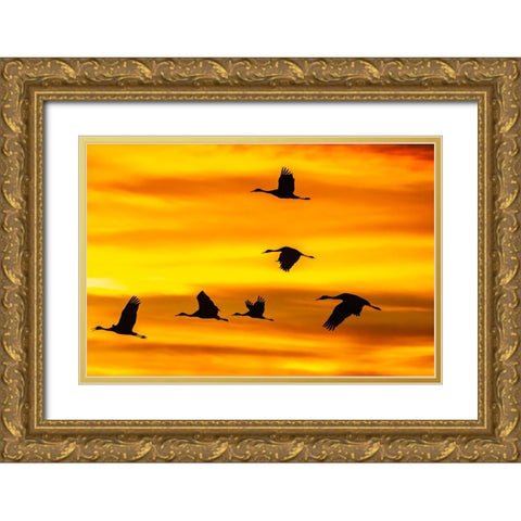 USA- New Mexico- Bosque Del Apache National Wildlife Refuge. Sandhill cranes flying at sunset. Gold Ornate Wood Framed Art Print with Double Matting by Jaynes Gallery