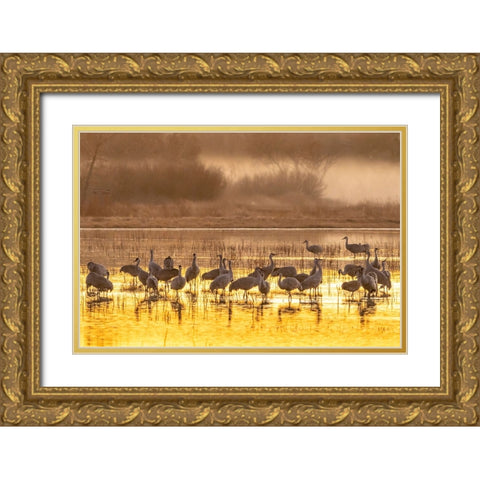 USA- New Mexico- Bosque Del Apache National Wildlife Refuge. Sandhill cranes feeding at sunset. Gold Ornate Wood Framed Art Print with Double Matting by Jaynes Gallery
