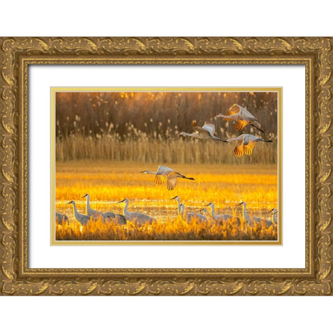 USA- New Mexico- Bosque Del Apache National Wildlife Refuge. Sandhill cranes flying at sunrise. Gold Ornate Wood Framed Art Print with Double Matting by Jaynes Gallery