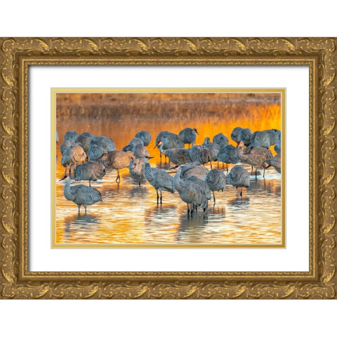 USA- New Mexico- Bosque Del Apache National Wildlife Refuge. Sandhill cranes roosting at sunrise. Gold Ornate Wood Framed Art Print with Double Matting by Jaynes Gallery