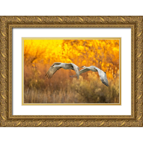 USA- New Mexico- Bosque Del Apache National Wildlife Refuge. Sandhill cranes flying. Gold Ornate Wood Framed Art Print with Double Matting by Jaynes Gallery