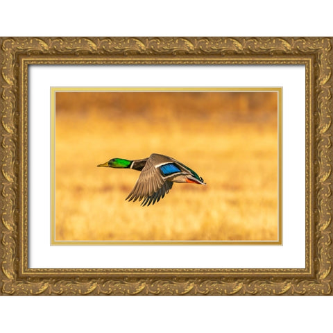 USA- New Mexico- Bosque Del Apache National Wildlife Refuge. Mallard drake duck flying Gold Ornate Wood Framed Art Print with Double Matting by Jaynes Gallery