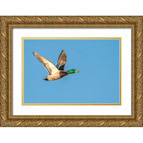 USA- New Mexico- Bosque Del Apache National Wildlife Refuge. Mallard drake duck flying Gold Ornate Wood Framed Art Print with Double Matting by Jaynes Gallery