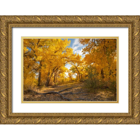 USA- New Mexico- Sandoval County. Cottonwood trees in autumn. Gold Ornate Wood Framed Art Print with Double Matting by Jaynes Gallery