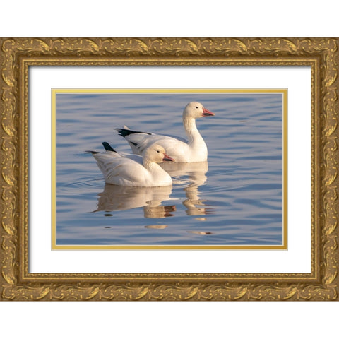 USA- New Mexico- Bosque Del Apache National Wildlife Refuge. Snow geese in water. Gold Ornate Wood Framed Art Print with Double Matting by Jaynes Gallery