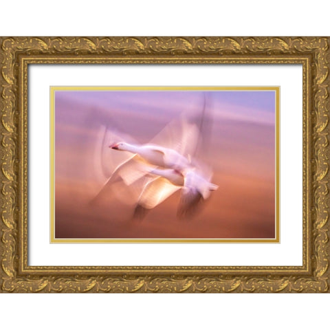 USA- New Mexico- Bosque Del Apache National Wildlife Refuge. Blur of snow geese flying. Gold Ornate Wood Framed Art Print with Double Matting by Jaynes Gallery