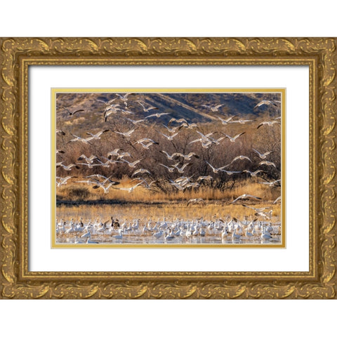 USA- New Mexico- Bosque Del Apache National Wildlife Refuge. Snow geese flying over flock in water. Gold Ornate Wood Framed Art Print with Double Matting by Jaynes Gallery