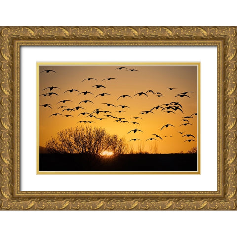 USA- New Mexico- Bosque Del Apache National Wildlife Refuge. Birds in silhouette at sunrise. Gold Ornate Wood Framed Art Print with Double Matting by Jaynes Gallery