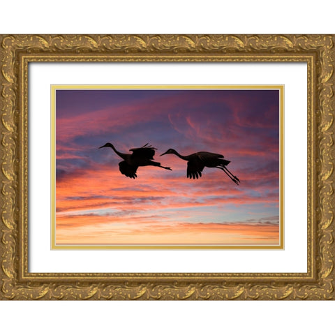 USA- New Mexico. Bosque Del Apache National Wildlife Refuge Gold Ornate Wood Framed Art Print with Double Matting by Gulin, Darrell