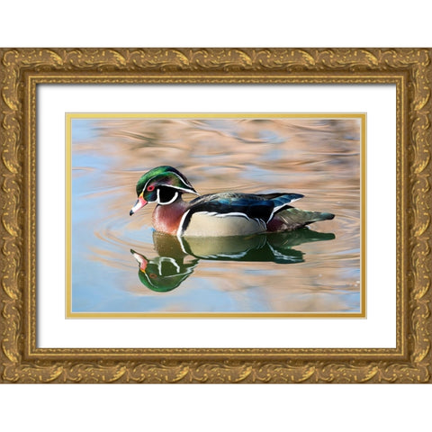 USA- New Mexico- Albuquerque. Male wood duck Gold Ornate Wood Framed Art Print with Double Matting by Gulin, Darrell
