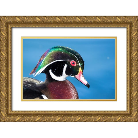 USA- New Mexico- Albuquerque. Male wood duck Gold Ornate Wood Framed Art Print with Double Matting by Gulin, Darrell