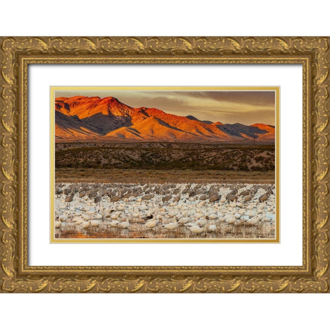 Sandhill cranes and snowgeese wade at Bosque Del Apache National Wildlife Reserve-New Mexico-USA Gold Ornate Wood Framed Art Print with Double Matting by Garber, Howie