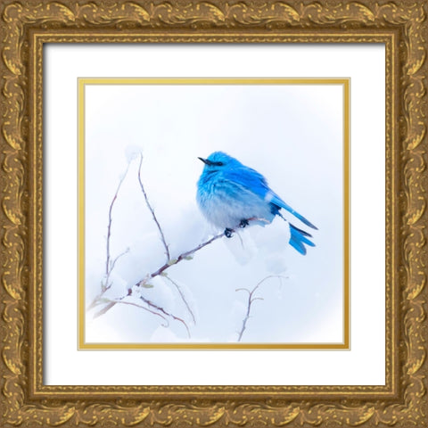 New Mexico. A portrait of a Mountain Bluebird on a branch in the snow. Gold Ornate Wood Framed Art Print with Double Matting by Muir, Janet