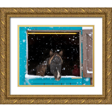 Rocky mountain looking out of stall during snow storm-New Mexico Gold Ornate Wood Framed Art Print with Double Matting by Pryor, Maresa