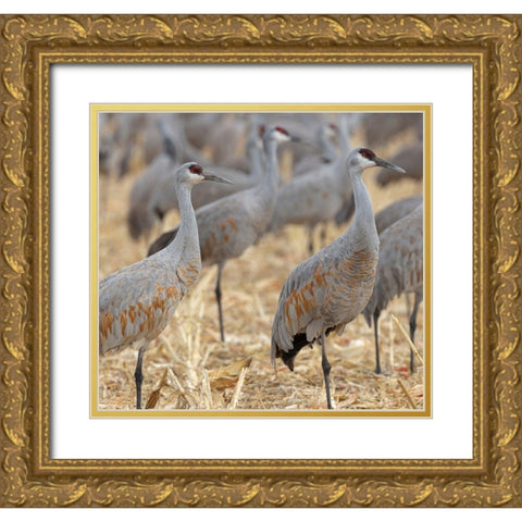 Sandhill Cranes gathered-in the corn fields of Bernardo Wildlife Area-New Mexico Gold Ornate Wood Framed Art Print with Double Matting by Pryor, Maresa