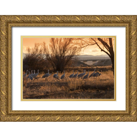 Sandhill cranes with SR 60 in background-Bernardo Wildlife Area-New Mexico Gold Ornate Wood Framed Art Print with Double Matting by Pryor, Maresa