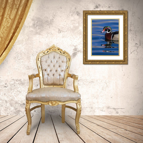 Wood duck drake in perfect coloration-New Mexico Gold Ornate Wood Framed Art Print with Double Matting by Pryor, Maresa