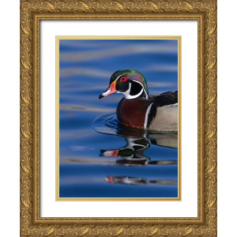 Wood duck drake in perfect coloration-New Mexico Gold Ornate Wood Framed Art Print with Double Matting by Pryor, Maresa