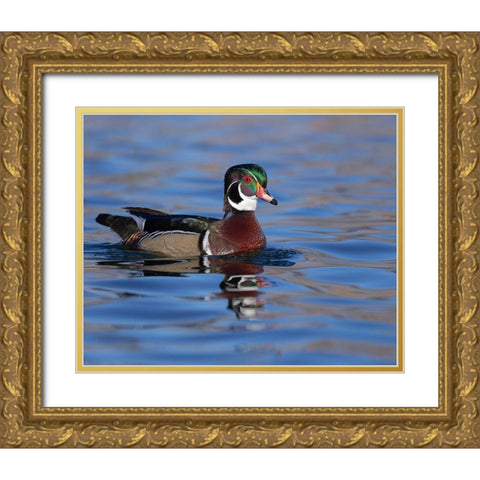 Wood duck drake in perfect coloration-New Mexico Gold Ornate Wood Framed Art Print with Double Matting by Pryor, Maresa