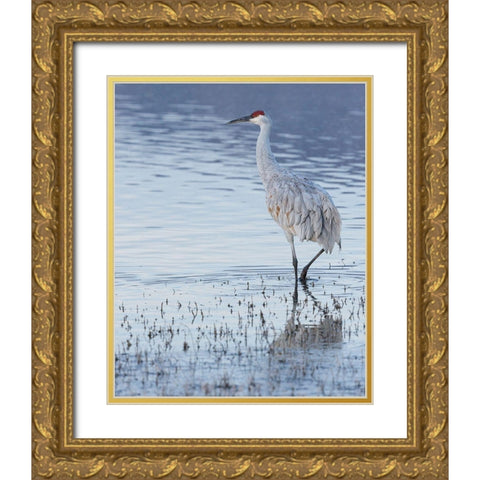 Sandhill crane-Bosque del Apache National Wildlife Refuge-New Mexico Gold Ornate Wood Framed Art Print with Double Matting by Pryor, Maresa