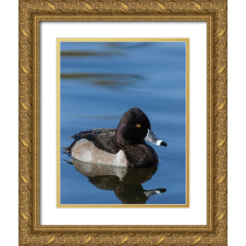 Ring-necked Duck-Aythya collaris-New Mexico Gold Ornate Wood Framed Art Print with Double Matting by Pryor-Luzier, Maresa
