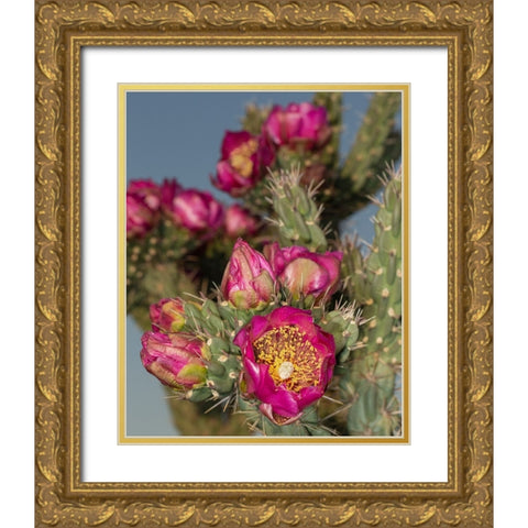 Tree cholla in bloom-high desert of Edgewood-New Mexico Gold Ornate Wood Framed Art Print with Double Matting by Pryor-Luzier, Maresa
