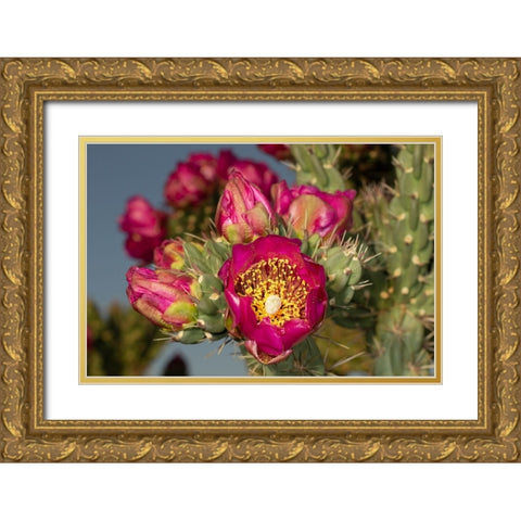 Tree cholla in bloom-high desert of Edgewood-New Mexico Gold Ornate Wood Framed Art Print with Double Matting by Pryor-Luzier, Maresa