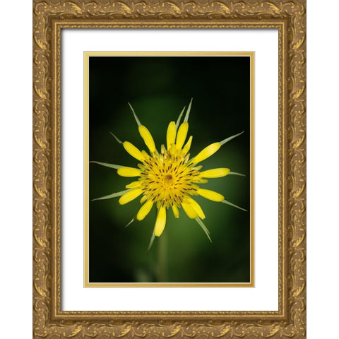 Yellow Salsify-Tragopogon dubius-Capulin Sprints Trail-Sandia Mountains-New Mexico Gold Ornate Wood Framed Art Print with Double Matting by Pryor-Luzier, Maresa